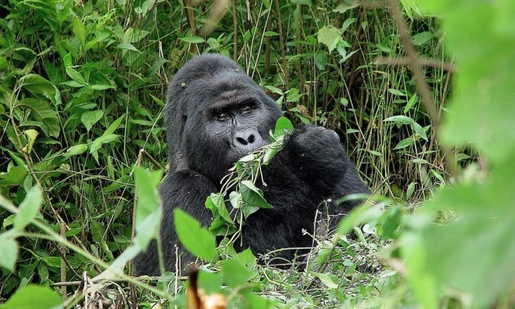 5 Days Bwindi Gorillas Lake Mburo and Lake Bunyonyi Tour Uganda