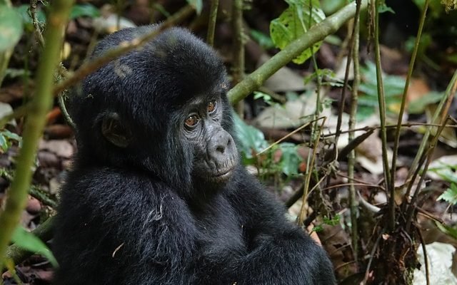 6 Days Uganda Rwanda Gorilla Safari 3 The 5 Days Rwanda Gorilla Trekking + Uganda Safari is an unforgettable cross-border adventure that combines the breathtaking beauty of Rwanda with the remarkable wildlife experiences of Uganda. Carefully designed for travelers who want to experience the very best of both countries within a short holiday, this itinerary offers the opportunity to explore Kigali, trek endangered mountain gorillas in Volcanoes National Park, discover the stunning scenery of southwestern Uganda, and relax along the shores of one of Africa's most beautiful lakes before returning home with memories that last a lifetime.