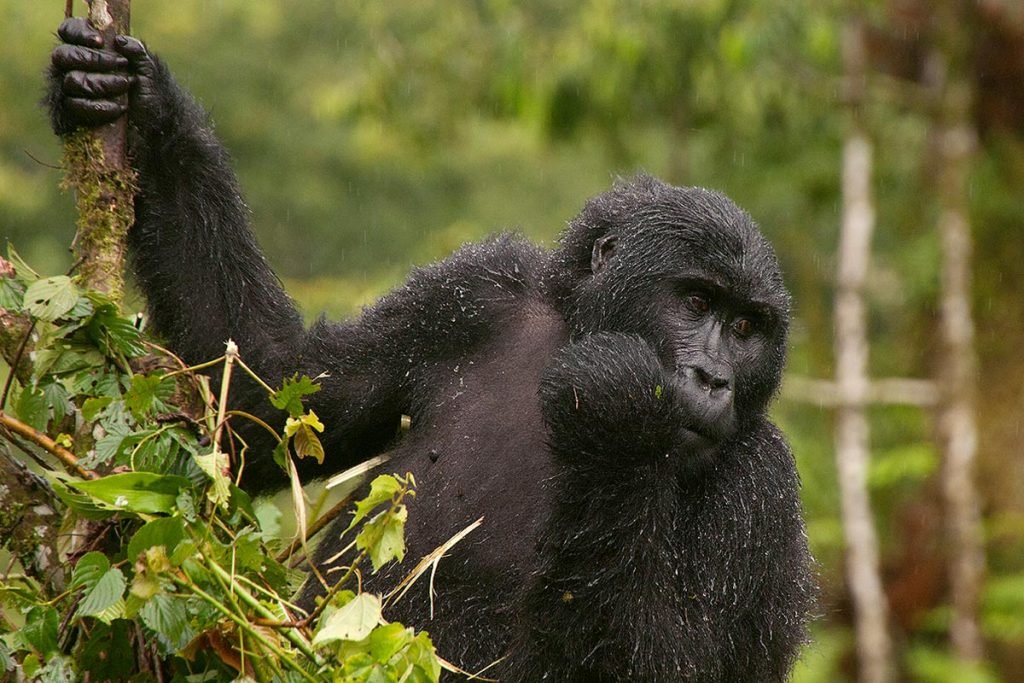 8 Days Uganda Wildlife and Gorilla Habituation Safari