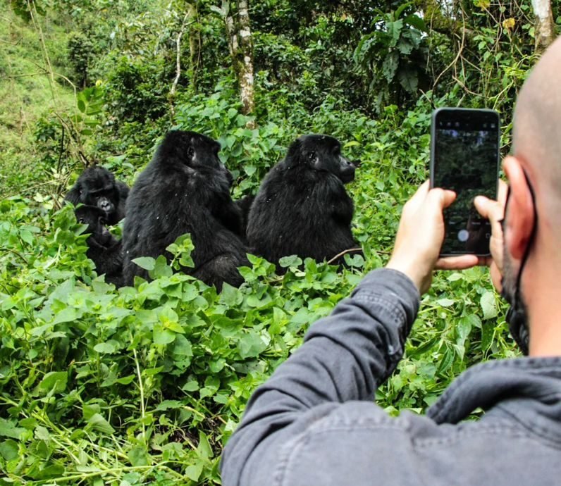 Luxury 5 Days Bwindi Gorilla Photography Safari 3 The 10 Days Uganda Wildlife + Gorilla Habituation Safari is one of Uganda's most extraordinary safari experiences, offering an unmatched combination of classic African wildlife viewing and the exclusive Gorilla Habituation Experience in Bwindi Impenetrable National Park. Unlike standard gorilla trekking, gorilla habituation allows visitors to spend up to four hours with a semi-habituated mountain gorilla family alongside researchers, conservationists, and Uganda Wildlife Authority trackers. This extended encounter provides a rare opportunity to witness the natural behaviors of these magnificent primates while contributing directly to mountain gorilla conservation.