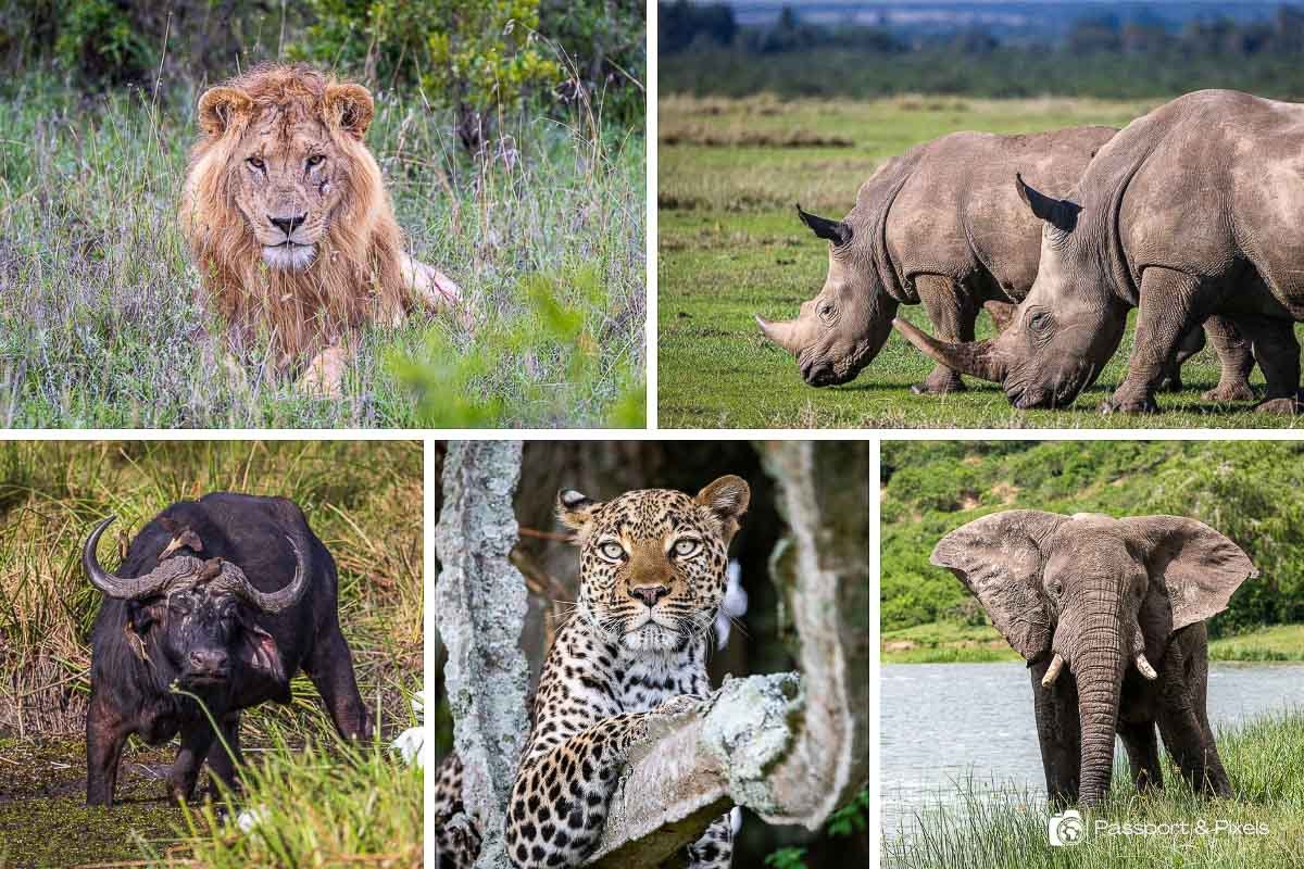 African Big Five Wildlife Safari Experience in Uganda