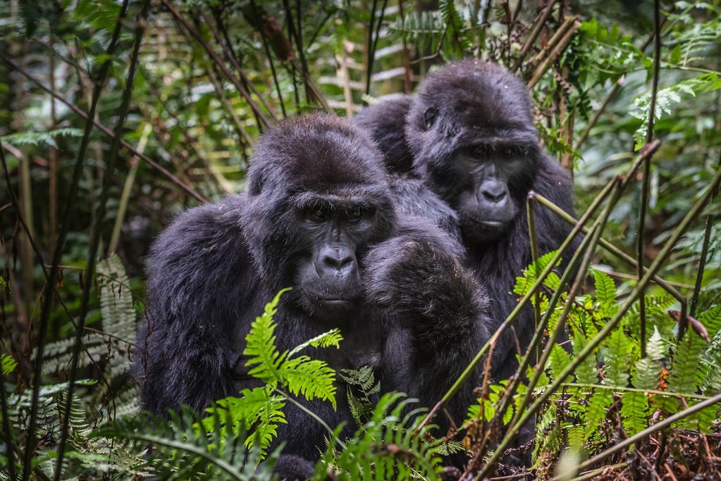 Understanding the Altitude and Terrain in Bwindi Forest is one of the most important parts of planning a successful gorilla trekking or Gorilla Habituation safari in Uganda. Bwindi Impenetrable National Park is famous worldwide for protecting nearly half of the world's remaining mountain gorillas, but it is equally renowned for its dramatic landscapes, steep mountains, ancient rainforest, and diverse ecosystems. These natural features make every visit both physically rewarding and incredibly memorable.