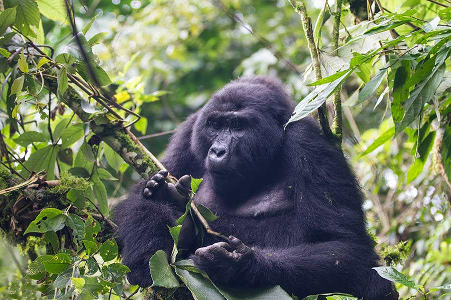 Gorilla Photography Tips Bwindi Forest 1 One of the most common questions travelers ask before booking the Gorilla Habituation Experience is about the Gorilla Habituation Hiking Difficulty Bwindi. While spending four unforgettable hours with mountain gorillas is often described as one of Africa's greatest wildlife encounters, reaching these incredible primates requires hiking through one of the continent's oldest and most challenging rainforests. Understanding the terrain, physical demands, and preparation required helps visitors enjoy the experience safely and confidently.