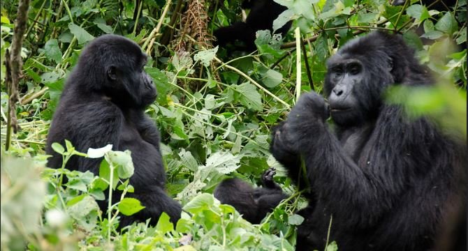 Bwindi Gorilla Trekking Experience in Uganda