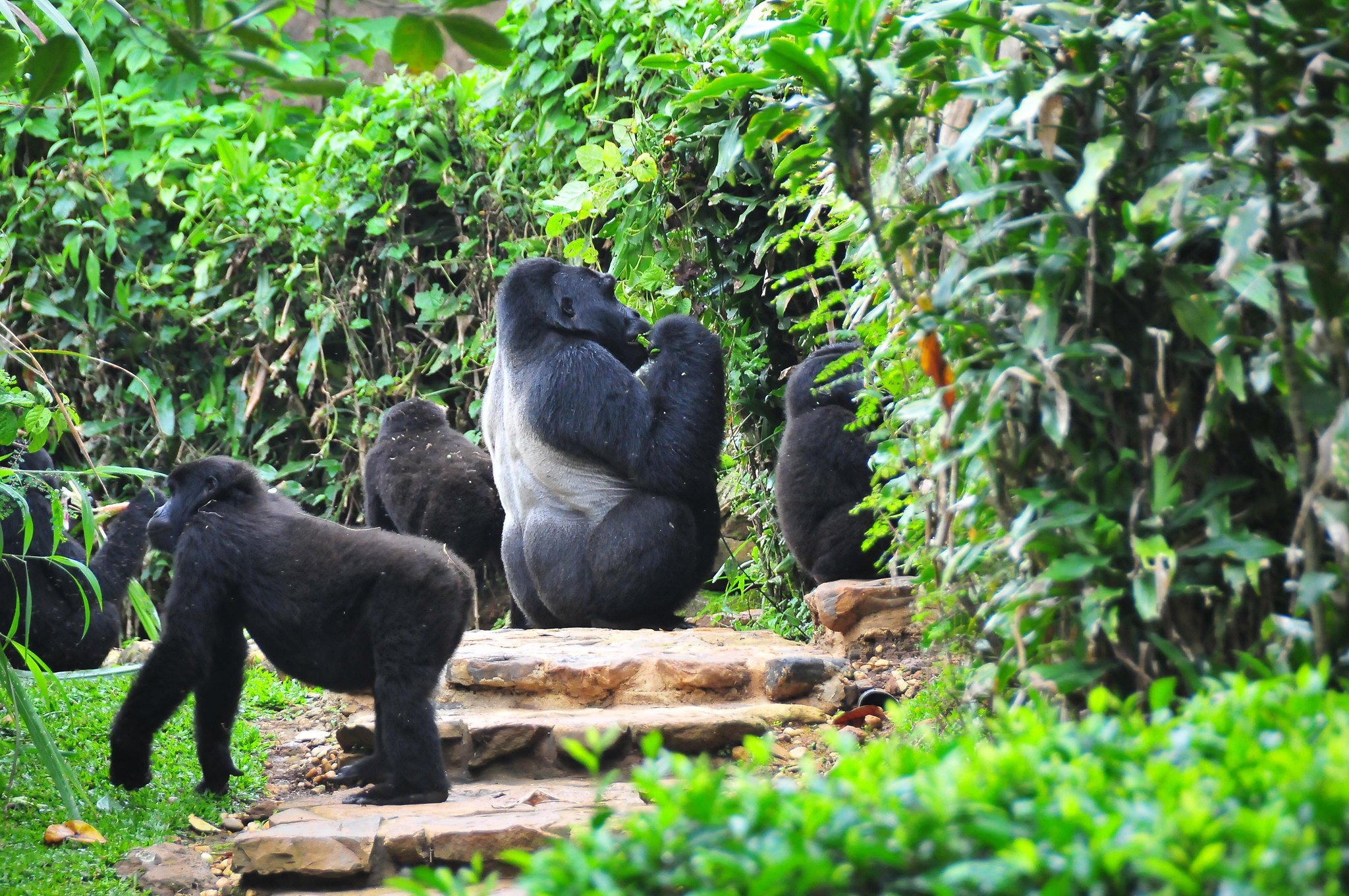 Gorilla Photography Tips Bwindi Forest 14 The Best Time for Gorilla Habituation Uganda depends on several factors, including weather conditions, forest accessibility, gorilla behavior, visitor preferences, and travel goals. Uganda’s gorilla habituation experience takes place mainly in the Rushaga Sector