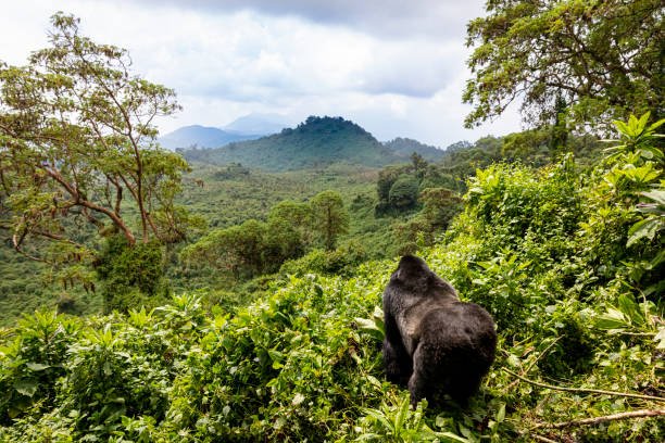 Gorilla Habituation Experience