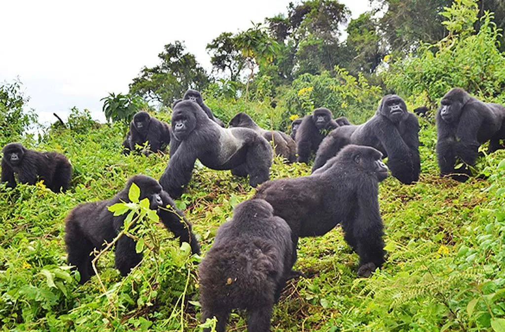 Gorilla Family Structure Explained 2 Can Gorillas Approach