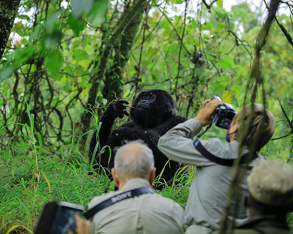 Safety During Gorilla Habituation Experience 2 Safety During Gorilla Habituation Experience is one of the most important considerations for travelers planning an unforgettable encounter with mountain gorillas in Uganda. Gorilla habituation is a unique conservation-based adventure that allows visitors to spend extended time observing a gorilla family that is still gradually becoming comfortable with human presence.
