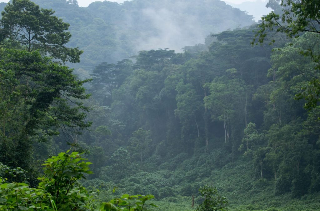 Luxury 5 Days Bwindi Gorilla Photography Safari 5 Can I use a Drone to Film Gorillas in Bwindi 1024x675 1