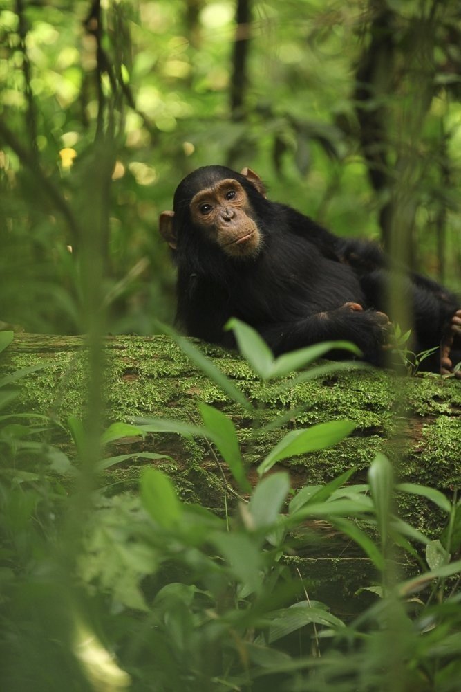 Chimpanzee Tracking and Bigodi Wetland Sanctuary in Kibale National Park
