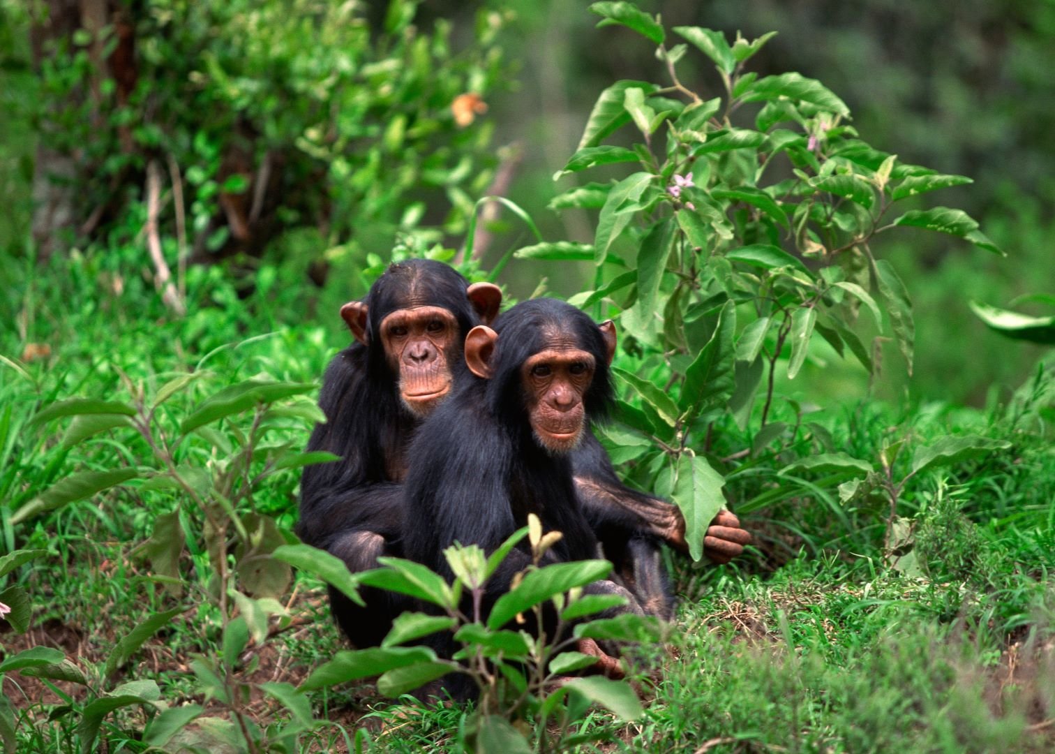 12 Days Rwanda Uganda Kenya Safari Extension 22 The 5 Days Kibale Chimpanzee + Gorilla Trekking Safari is an extraordinary Uganda primate adventure that combines two of Africa's most iconic wildlife experiences into one unforgettable journey. Designed for travelers with limited time but a desire to experience Uganda's incredible biodiversity, this safari takes you deep into the lush tropical rainforests of Kibale Forest National Park and the ancient mountain forests of Bwindi Impenetrable National Park. Along the way, you will encounter playful chimpanzees, endangered mountain gorillas, breathtaking landscapes, scenic countryside, and authentic Ugandan hospitality.