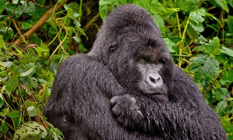 Bwindi Forest Weather Conditions 1 Cold weather