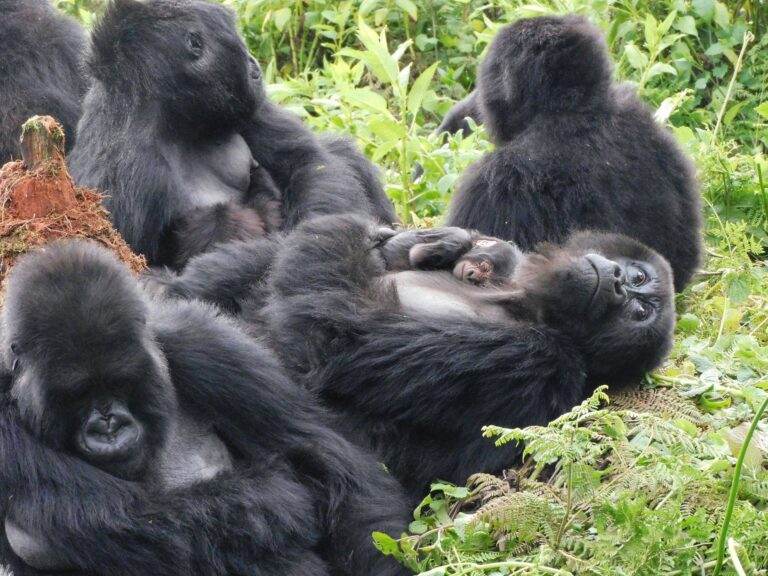 Best Gorilla Families for Habituation 1 Familly gorila
