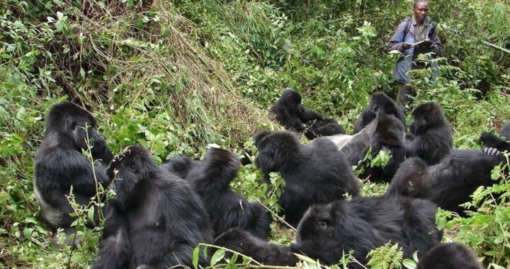 Gorilla Habituation Experience Uganda Quality 6 Bwindi Weather for Gorilla Habituation plays an important role in planning a successful and comfortable mountain gorilla experience in Uganda. Bwindi Impenetrable National Park is located in southwestern Uganda and is home to some of the world’s last remaining mountain gorillas. Because gorilla habituation involves spending several hours inside the rainforest with semi-habituated gorilla families, understanding the weather conditions helps travelers prepare properly and enjoy the experience to the fullest.