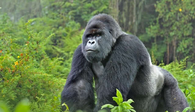 Safety During Gorilla Habituation Experience 5 Gorilla Habituation