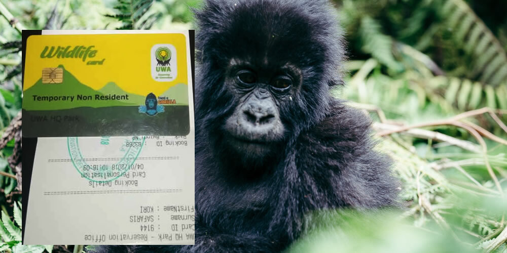 Gorilla Habituation Permit Cost Uganda 2026 4 Gorilla Habituation Permits vs Gorilla Trekking Permits