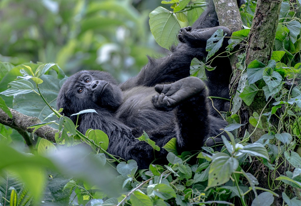 Gorilla Habituation vs Trekking