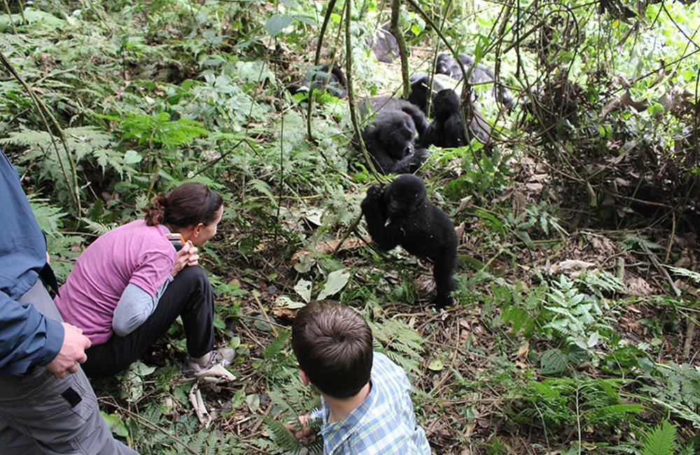 Gorilla Habituation with Kids in Uganda 3 Gorilla Habituation with Kids in Uganda