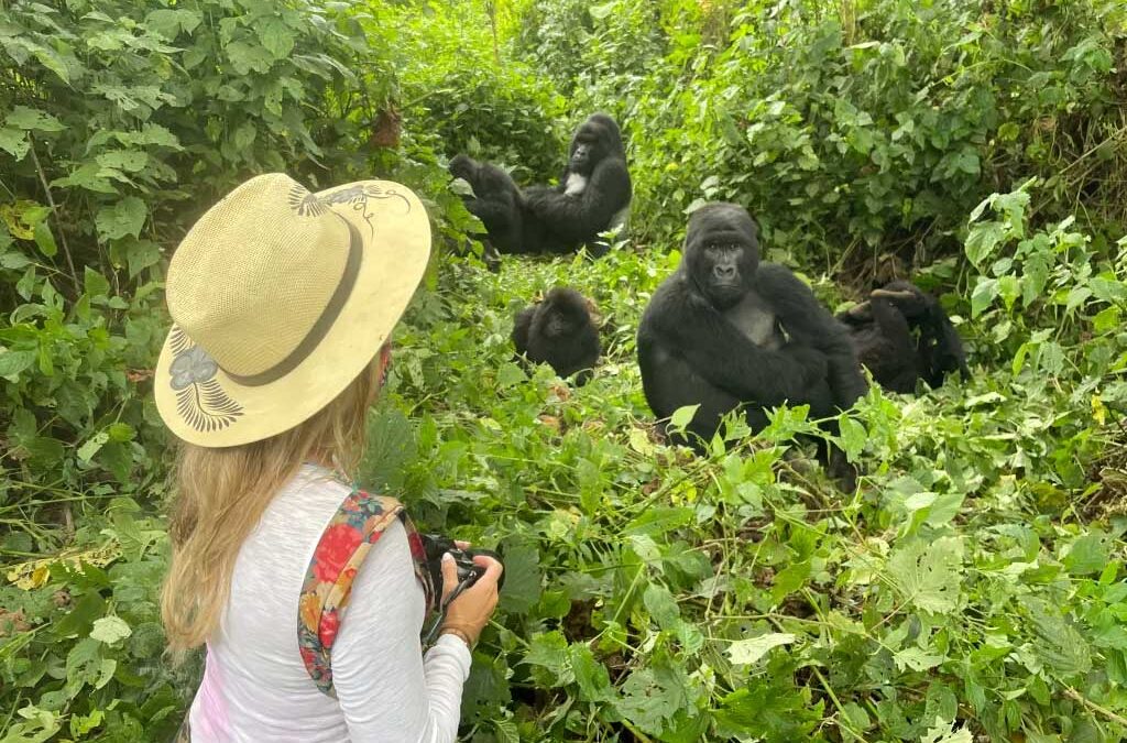 4 Days Gorilla Habituation Experience Uganda 3 The Budget Gorilla Habituation Safari Uganda offers travelers an extraordinary opportunity to experience mountain gorillas in their natural habitat without compromising on safety, adventure, or the quality of the experience. Unlike luxury packages, these budget-friendly safaris are designed to provide immersive gorilla habituation encounters while keeping costs manageable, making them ideal for solo travelers, students, small groups, or budget-conscious families.