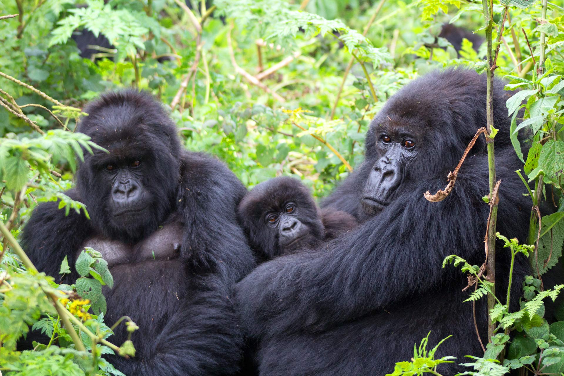 4 Days Gorilla Habituation Experience Uganda 8 Gorilla Family Structure Explained is an essential topic for anyone interested in mountain gorilla behavior, conservation, and trekking in Uganda. Mountain gorillas are highly social animals that live in family units with complex hierarchies and defined roles. Each family provides an exceptional opportunity to study social bonds, parenting behavior, communication, and leadership dynamics.