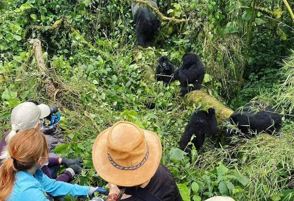 Gorilla Family Structure Explained 5 Safety During Gorilla Habituation Experience is one of the most important considerations for travelers planning an unforgettable encounter with mountain gorillas in Uganda. Gorilla habituation is a unique conservation-based adventure that allows visitors to spend extended time observing a gorilla family that is still gradually becoming comfortable with human presence.
