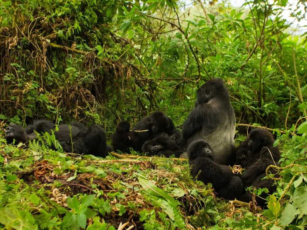 Romantic Gorilla Trekking for Honeymooners in Uganda