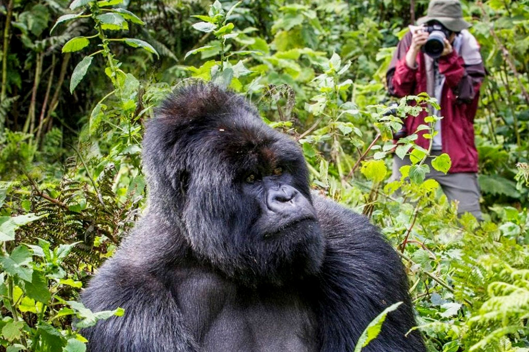 How Gorilla Families Are Habituated 5 Gorilla Trekking in Uganda