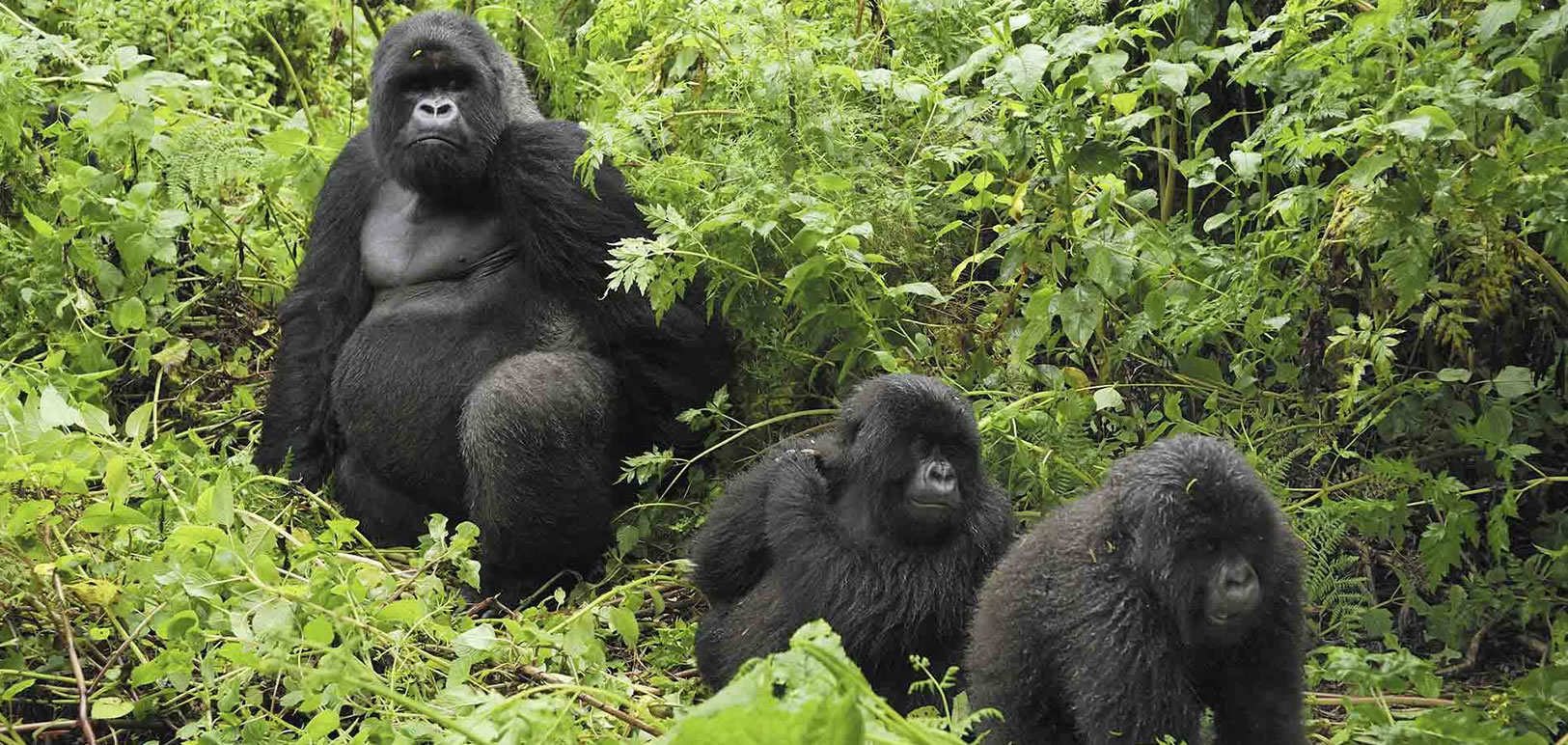 4 Days Gorilla Habituation Experience Uganda 1 The 5 Day Uganda Gorilla Habituation Safari is designed for travelers who want a fully immersive gorilla experience in the heart of Bwindi Impenetrable Forest. Unlike standard trekking, habituation allows guests to spend several hours with semi-habituated gorilla families, observing their natural behavior, social interactions, and playful infants.