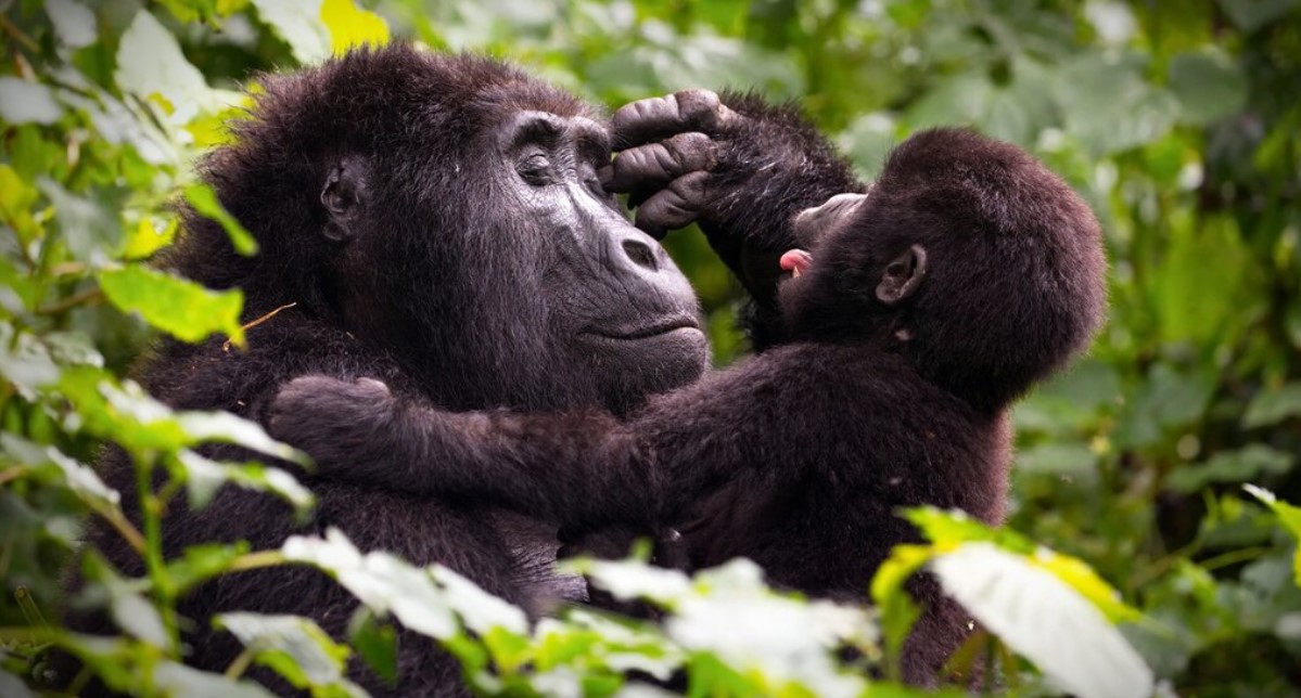 Training Before Gorilla Habituation Safari is critical thus preparing physically and mentally is essential for a successful habituation experience, . Unlike standard gorilla trekking, habituation allows visitors to spend several hours with semi-habituated gorilla families in Bwindi Impenetrable National Park or Mgahinga Gorilla National Park. The forest environment is challenging, with steep inclines, uneven terrain, muddy paths, and dense vegetation, all of which require preparation to ensure comfort, safety, and a rewarding wildlife encounter.