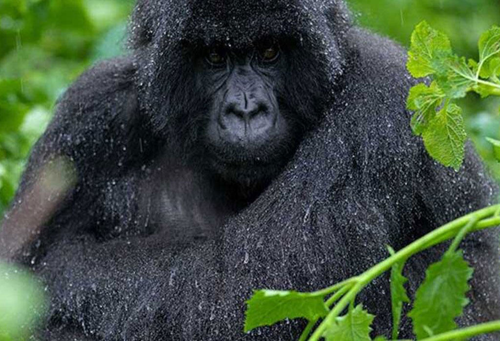Gorilla Habituation Safari Packages Uganda 4 Gorilla habituation gorilla trekking