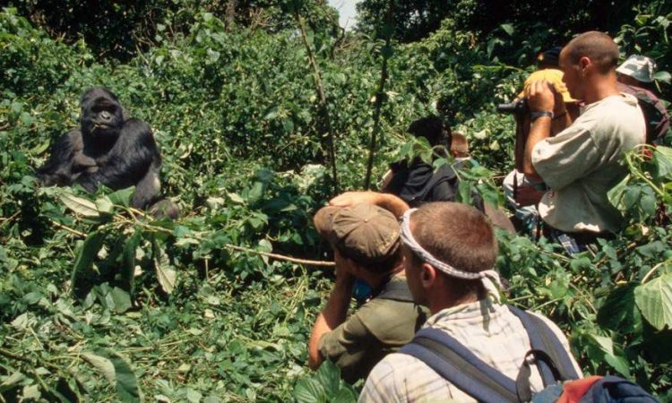 Gorilla Photography Tips Bwindi Forest 9 Gorilla habituation in Uganda 750x450 2