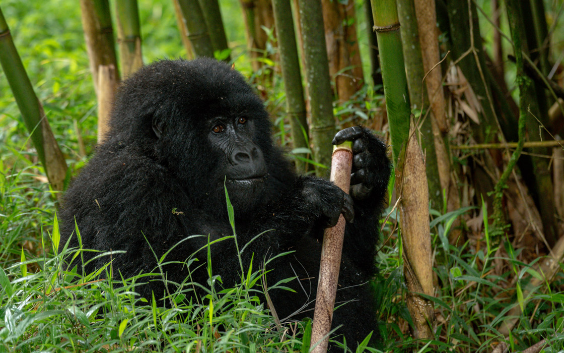Gorilla Habituation Experience Uganda Quality 1 The 3 Days Mgahinga Gorilla Trekking Safari is an unforgettable short adventure that takes you to Uganda's smallest yet one of its most spectacular national parks Mgahinga Gorilla National Park. Nestled in the southwestern corner of Uganda where the borders of Uganda, Rwanda, and the Democratic Republic of Congo meet, Mgahinga offers a unique mountain gorilla trekking experience surrounded by the breathtaking scenery of the Virunga Volcanoes. This carefully designed three-day safari is perfect for travelers with limited time who want to encounter endangered mountain gorillas while exploring one of Africa's most scenic protected areas.