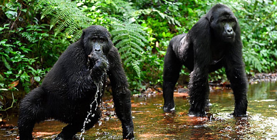 4 Days Gorilla Habituation Experience Uganda 5 The Best Gorilla Habituation Safari Itineraries 2026–2030 provide travelers with carefully curated experiences designed to maximize wildlife encounters, cultural immersion, and rainforest exploration. These itineraries are tailored to showcase the most intimate and extended interactions with habituated mountain gorillas while accommodating a range of traveler preferences from solo adventurers and families to honeymooners and wildlife photographers.