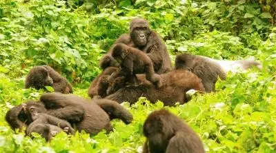 Gorilla Habituation Experience in Bwindi - Habituated Mountain Gorilla