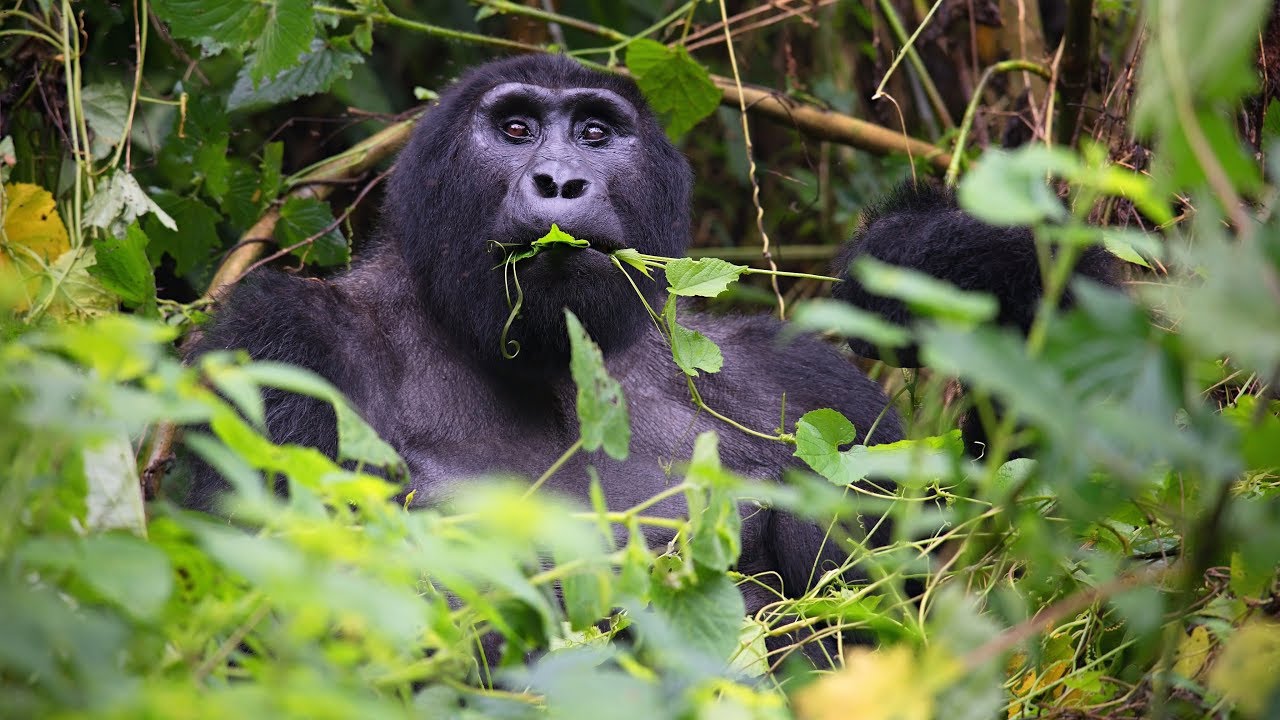 Semi-Habituated Gorillas Explained 6 Understanding What You See During Gorilla Habituation helps travelers appreciate why this experience is considered one of Uganda’s most immersive primate adventures. During this special journey, visitors witness the daily lives, behaviors, personalities, and natural interactions of wild mountain gorillas while gaining deeper insight into their conservation and protection.