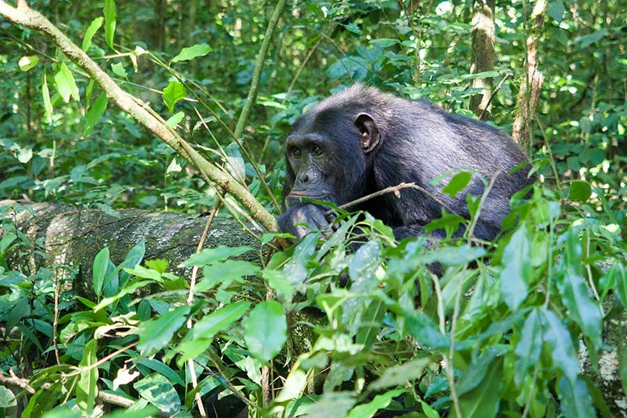 4 Days Gorilla Habituation Experience Uganda 4 The 3 Day Gorilla Habituation Uganda Itinerary is a carefully curated journey designed for travelers seeking an immersive wildlife experience in one of Africa’s most extraordinary rainforests. This short but action-packed itinerary allows visitors to spend extended time with habituated mountain gorillas in Bwindi Impenetrable Forest while enjoying the comfort and convenience of strategically located lodges.