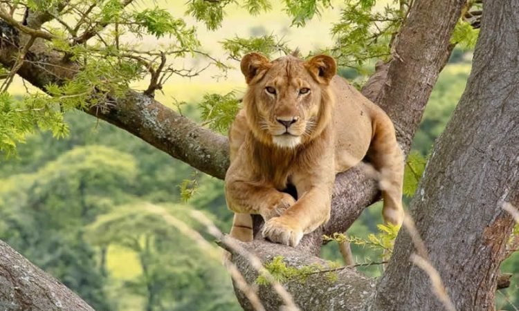 Ishasha Sector Tree-Climbing Lions in Queen Elizabeth National Park