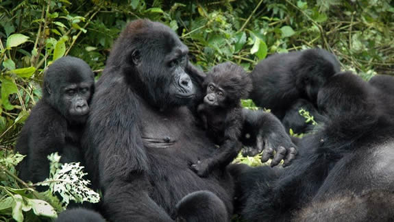 Gorilla Family Structure Explained 6 Gorilla Families in Rushaga Sector represent some of the most fascinating mountain gorilla communities found in Uganda’s Bwindi Impenetrable National Park. Located in the southern part of Bwindi, the Rushaga sector is one of the most important gorilla trekking and gorilla habituation destinations in the world, offering travelers exceptional opportunities to observe endangered mountain gorillas in their natural rainforest habitat.