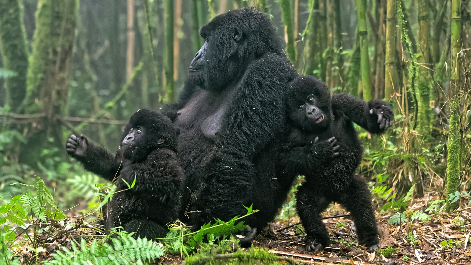 Knowing When to Avoid Gorilla Habituation Uganda is crucial for travelers who want a safe, comfortable, and memorable experience in Bwindi Impenetrable National Park or Mgahinga Gorilla National Park. Gorilla habituation is a unique opportunity to spend up to four hours with semi-habituated mountain gorilla families, observing their natural behavior and learning about their social structures. However, certain periods may present challenges due to extreme weather, difficult forest conditions, or high tourist demand.