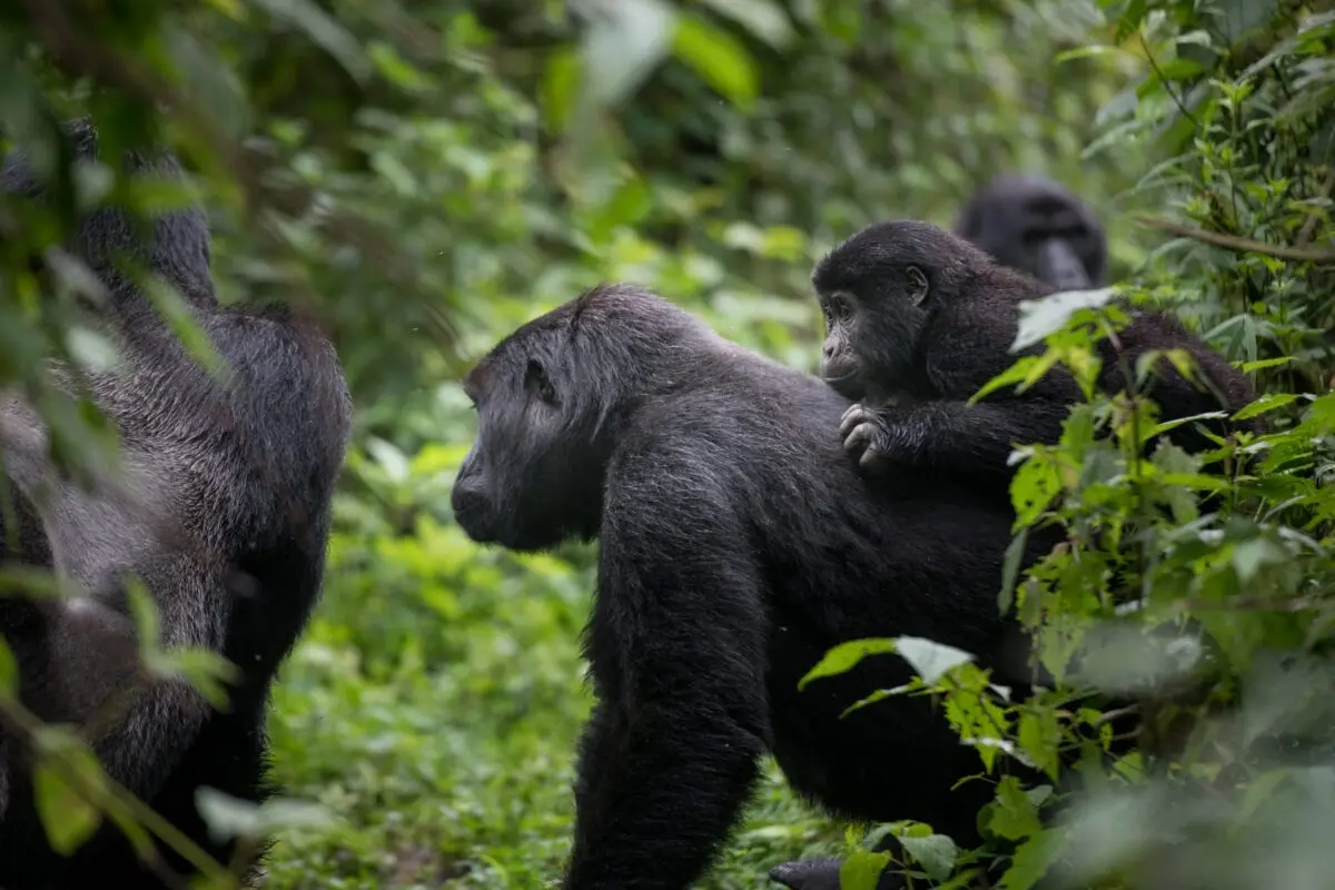Gorilla Habituation Experience Uganda Quality 5 The 3 Days Budget Gorilla Habituation Uganda safari is the perfect choice for travelers who want to experience the exclusive Gorilla Habituation Experience in Bwindi Impenetrable National Park without the expense of a luxury safari. Carefully designed for budget-conscious adventurers, backpackers, solo travelers, students, photographers, conservation enthusiasts, and nature lovers, this itinerary combines affordability with one of the rarest wildlife encounters on Earth. Instead of sacrificing quality, the safari focuses on delivering exceptional value by using comfortable budget accommodation, reliable private or shared transportation options, and professional guiding while ensuring visitors enjoy the same unforgettable Gorilla Habituation Experience available to every permit holder.