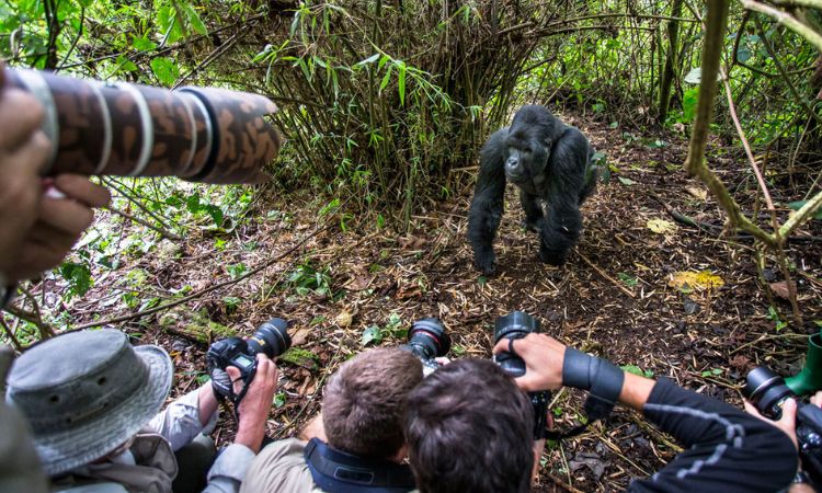 Gorilla Photography Tips Bwindi Forest 5 A gorilla habituation safari is one of the most extraordinary wildlife photography experiences in the world. Unlike a normal gorilla trekking adventure, where visitors spend only one hour with a fully habituated gorilla family, the gorilla habituation experience allows photographers and wildlife enthusiasts to spend up to four hours observing a semi-habituated gorilla family in the forests of Uganda’s Bwindi Impenetrable National Park. With more time to observe gorilla behavior, capture interactions, and photograph unique moments, choosing the Best Camera for Gorilla Habituation Safari becomes an important part of preparing for this once-in-a-lifetime adventure.