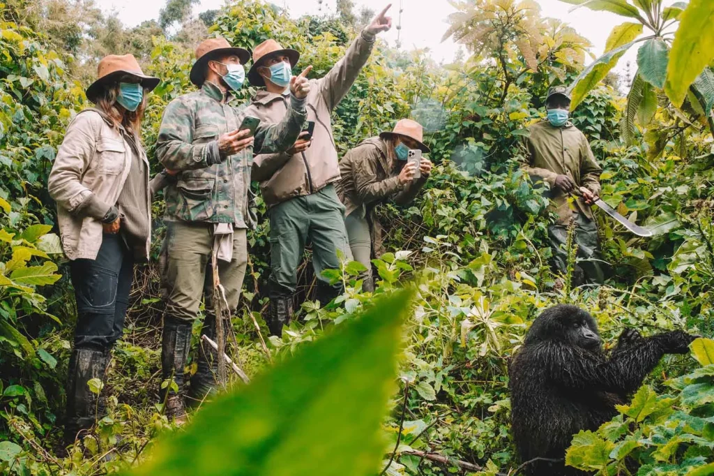 Can You Do Gorilla Habituation From Kigali? 1 Gorilla Habituation From Kigali