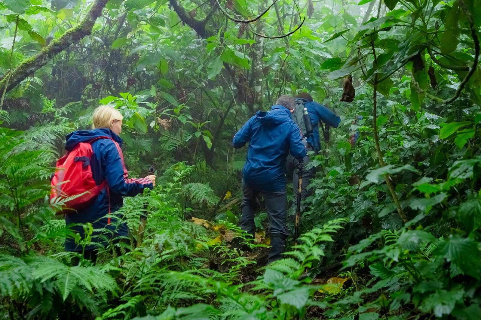 Gorilla Habituation with Kids in Uganda 4 Bwindi Impenetrable National Park is one of Africa’s most remarkable wildlife destinations, offering travelers the rare opportunity to encounter endangered mountain gorillas deep inside an ancient rainforest. However, the same rainforest environment that makes Bwindi so beautiful also creates unique weather conditions that every traveler must prepare for. Rainfall can occur at any time of the year, making proper preparation with suitable Rain Protection Gear for Bwindi Trek an essential part of planning a successful gorilla trekking or gorilla habituation experience.