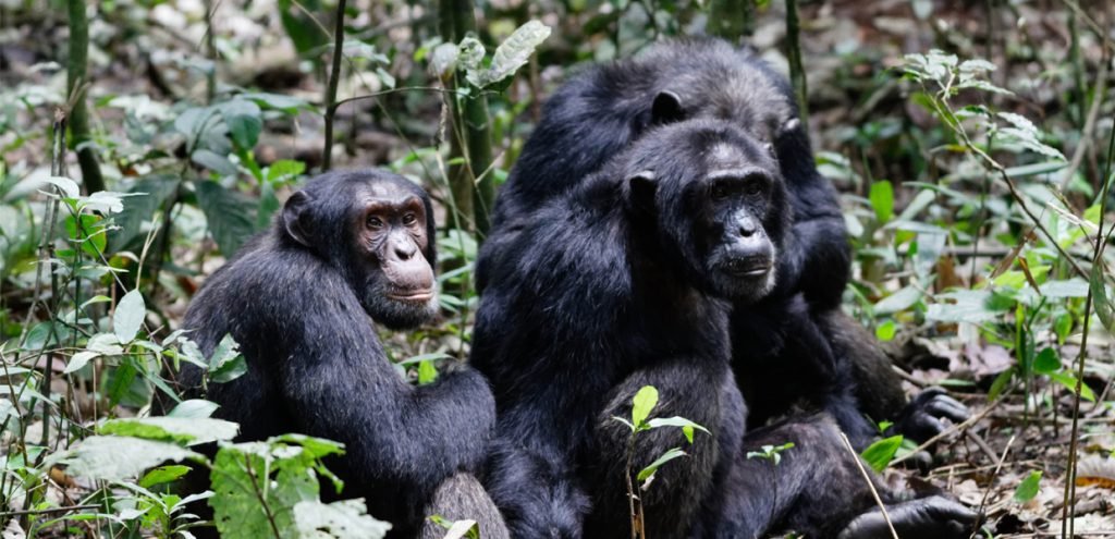 12 Days Rwanda Uganda Kenya Safari Extension 11 The 14 Days Uganda Primates + Wildlife Circuit is one of the most comprehensive safari experiences available in East Africa, taking you on an extraordinary journey through Uganda's most iconic national parks, pristine rainforests, spectacular lakes, and wildlife-rich savannahs. Designed for travelers who want to experience every major highlight of the Pearl of Africa, this itinerary combines unforgettable encounters with mountain gorillas and chimpanzees alongside exceptional Big Five game viewing, scenic boat cruises, cultural experiences, and breathtaking landscapes.