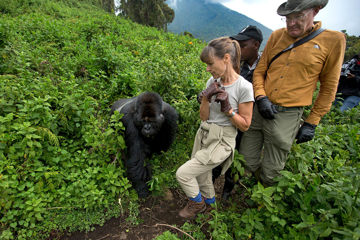 Luxury Gorilla Habituation Safari Packages 5 Tourists near gorillas