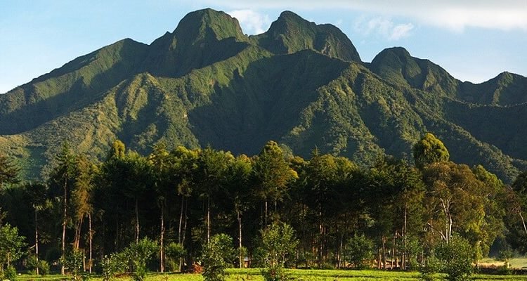 Volcanoes National Park Rwanda
