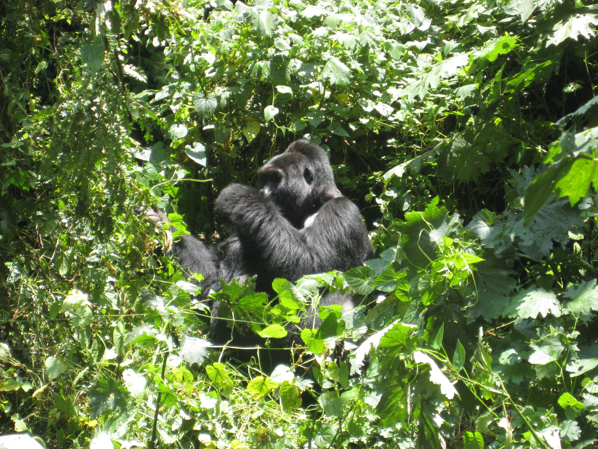 Gorilla Habituation Experience Uganda Quality 7 For travelers considering a gorilla habituation experience, understanding the Fitness Requirements for Gorilla Habituation is critical. Gorilla habituation allows visitors to spend up to four hours with semi-habituated gorilla families, observing natural behaviors, family interactions, and social dynamics in the lush rainforests of Bwindi Impenetrable National Park or Mgahinga Gorilla National Park. Unlike standard gorilla trekking, habituation involves longer forest exposure, sometimes on steep or muddy trails, requiring both physical stamina and mental endurance.