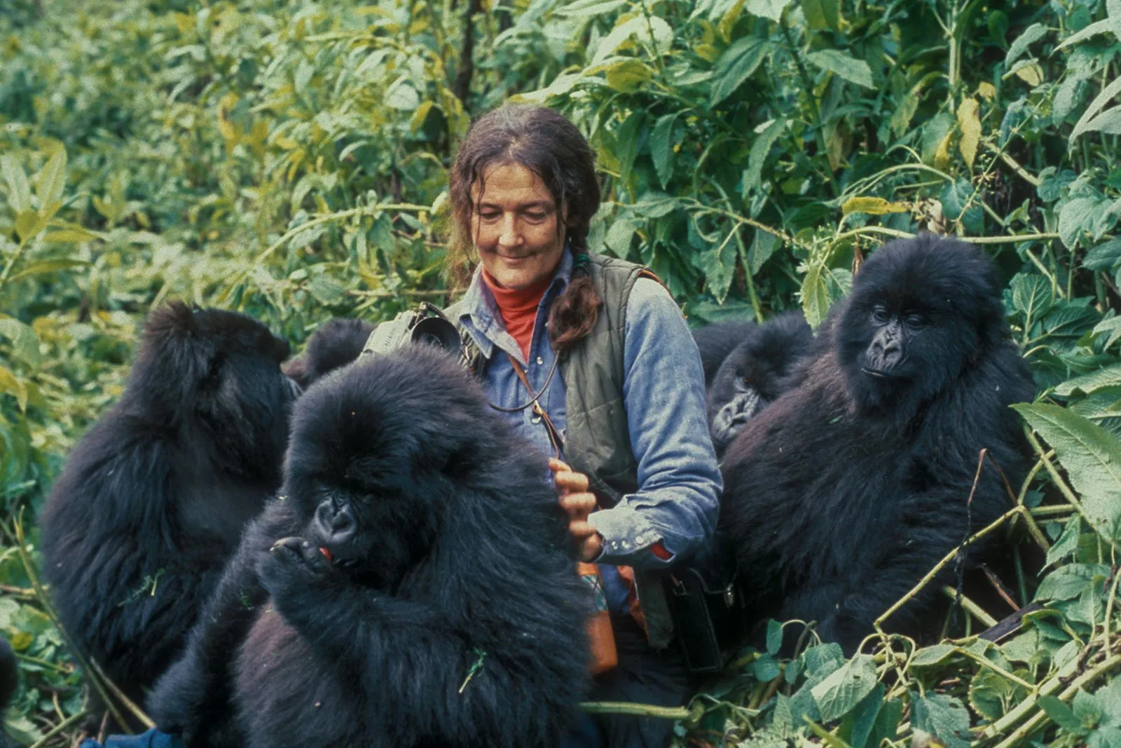 Best Lenses for Gorilla Photography 2 What u can do