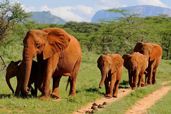 Wildlife Beyond Mountain Gorillas in Uganda