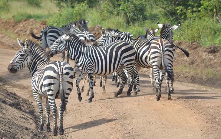 Zebra in Lake Mburo